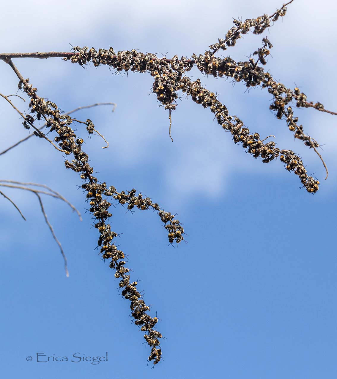 nomia native bee roost