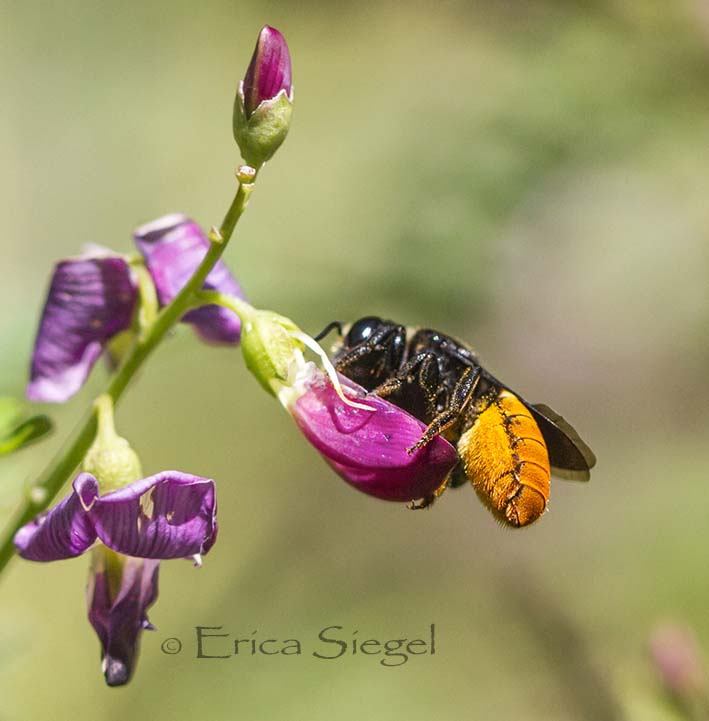 resin bee