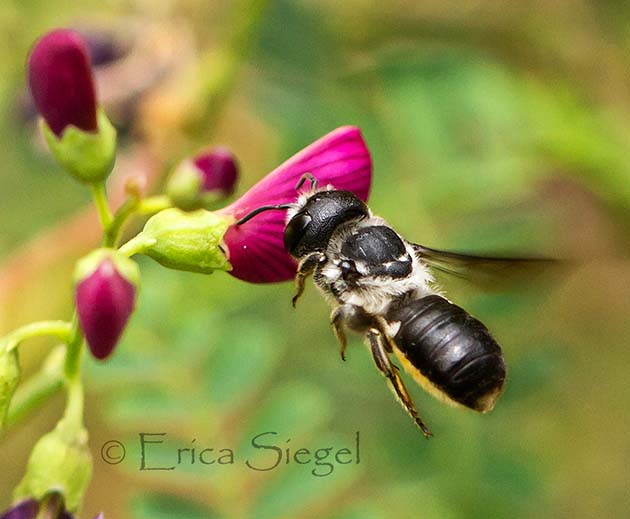 resin bee