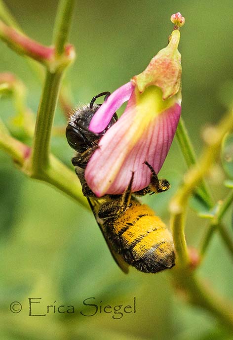 a native bee by Erica Siegel