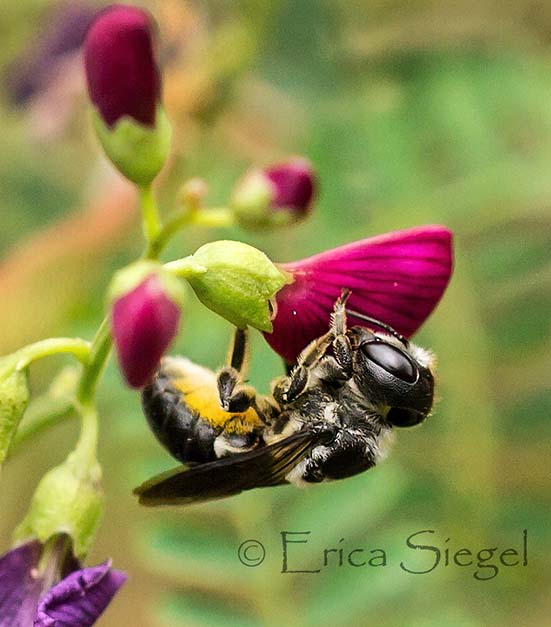 Australian native bee