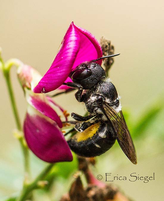 a Megachile bee