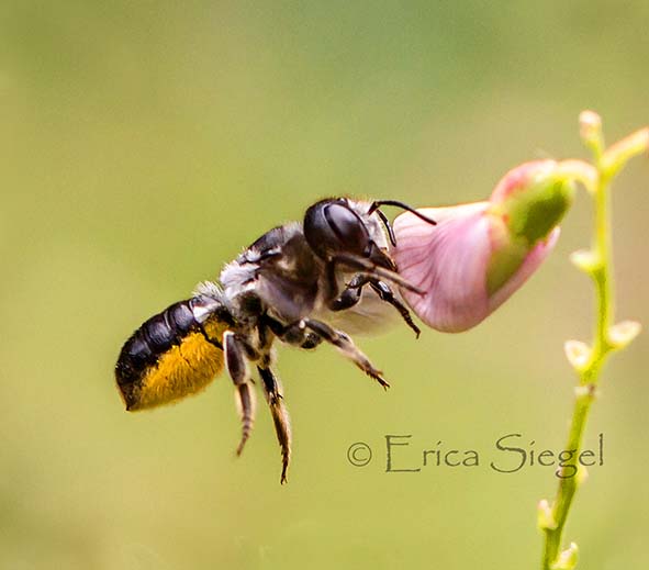 a native bee collecting pollen