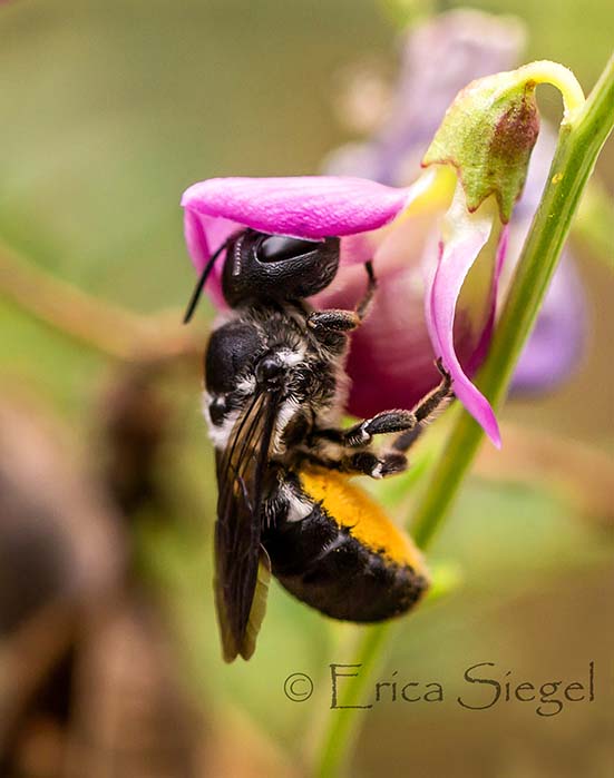 Resin bee photo by Erica Siegel