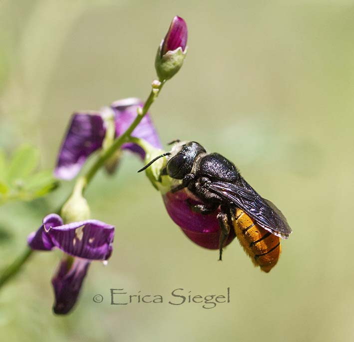 Australian native bee