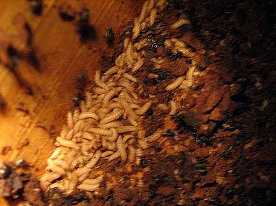 small hive beetle larvae