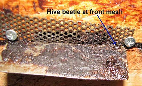 small hive beetle excluder mesh