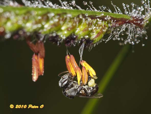 stingless bee