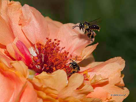 stingless beees