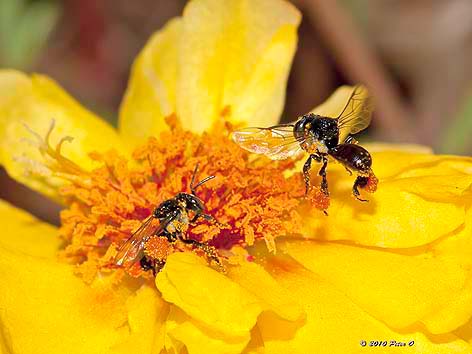 Trigona bees