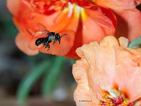 stingless bee