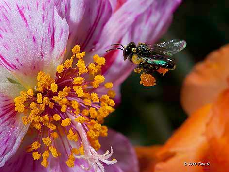 stingless bee landing