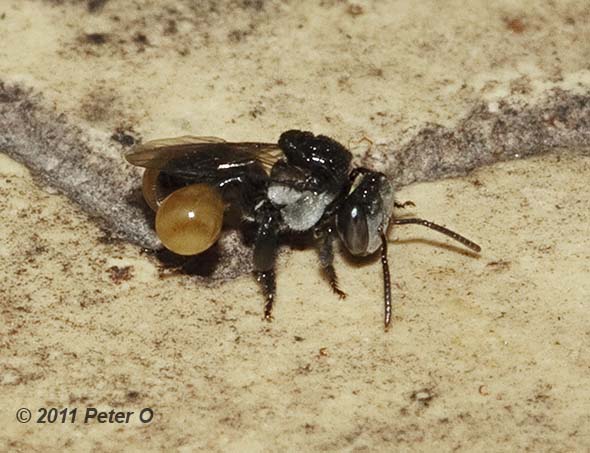 stingless bee