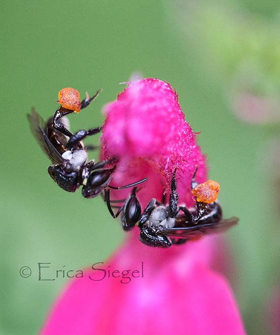 Trigona stingless bees