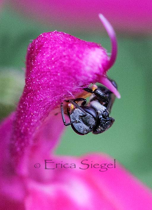 Tetragonula stingless bee