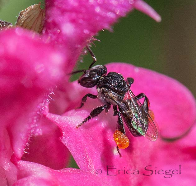 stingless worker bee