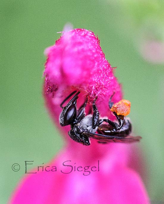 Australian stingless bee