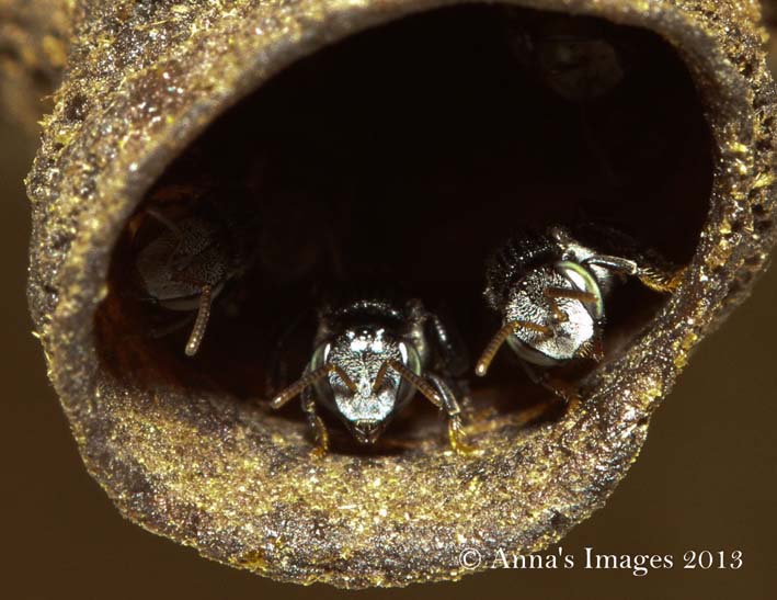 Australian stingless bee nest