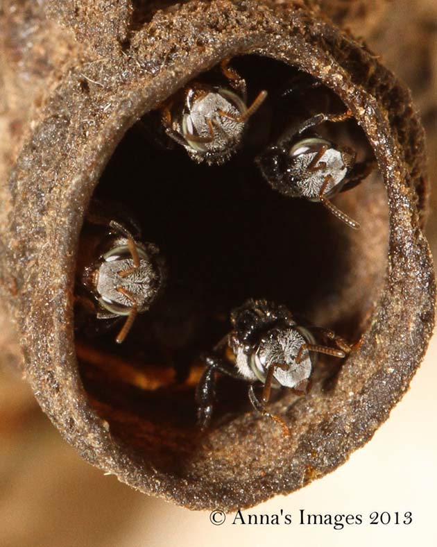 Tetragonula-Trigona bees