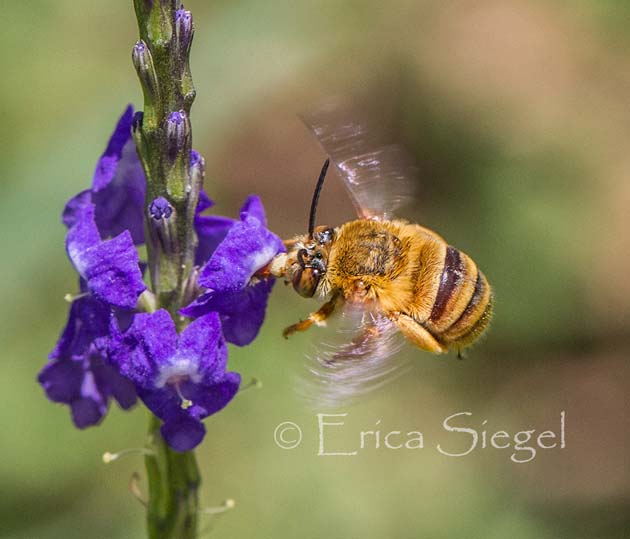 teddy bear bee