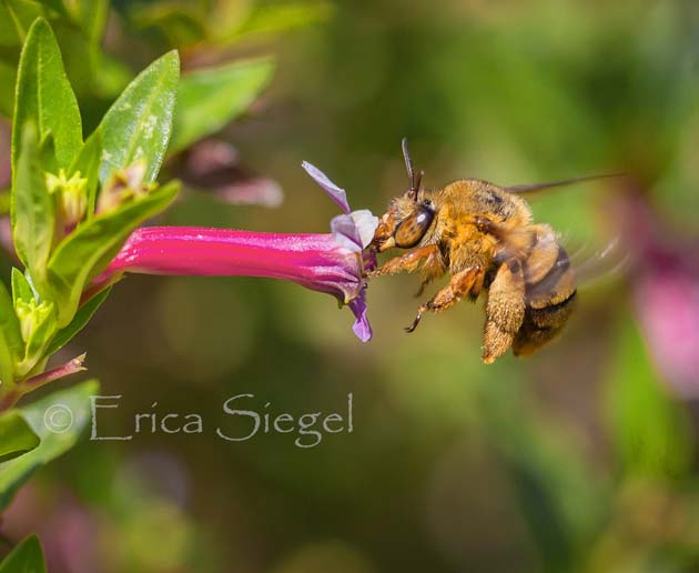 erica siegel amegilla