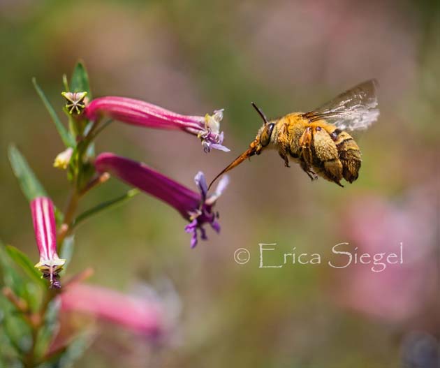 teddy bear bee Amegilla