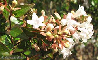 The long flowering Abelia x grandiflora