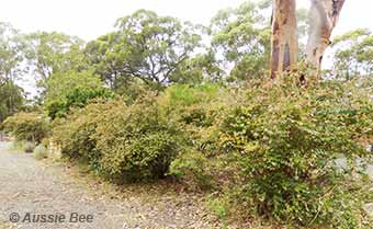 Abelia shrubs support native bees