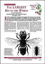 Aussie Bee Online article on native bees