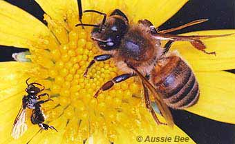 stingless bee and honeybee