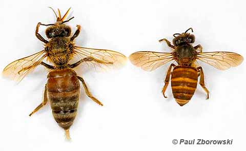 European Honeybee compared with Asian Honeybee