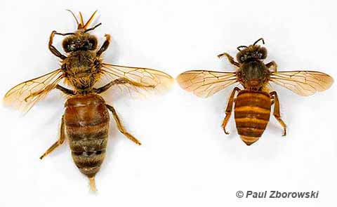 European Honeybee and Asian Honeybee