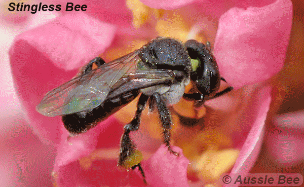 Australian native bee slideshow