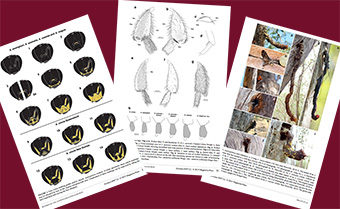 Aussie Bee scientific paper on Australian stingless bees