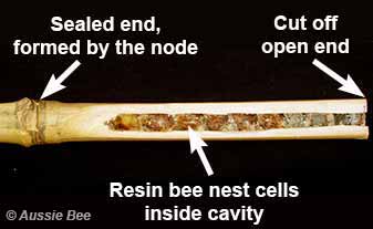 resin bee nest in bamboo