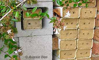 A bank of blue banded bee blocks