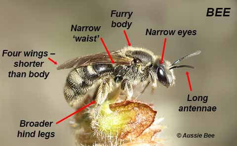 features of a bee