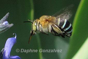 Blue banded bee in flight by Daphne Gonzalvez