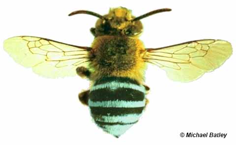 Blue Banded Bee ID photo