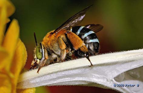 Bluebanded Bee by Peter O