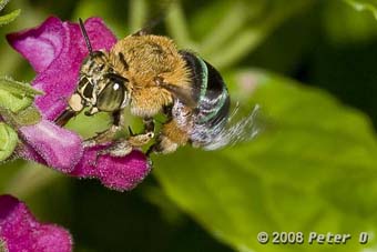 native blue banded bee feeding by Peter O