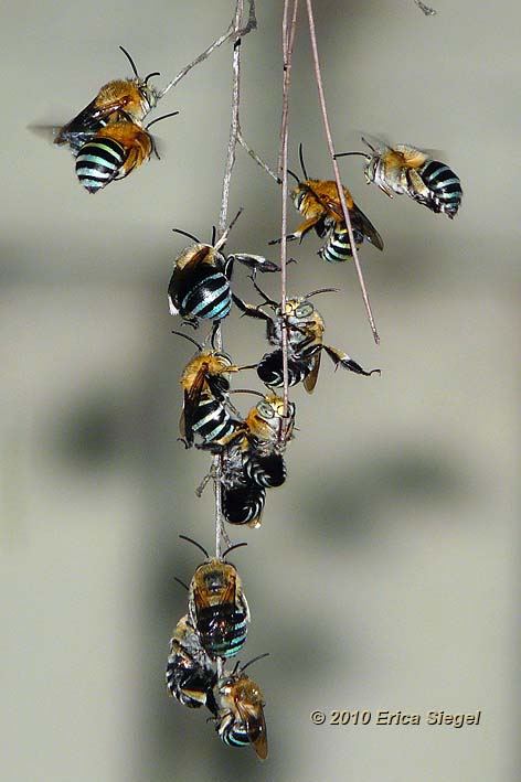native bluebanded bees on roost by Erica Siegel