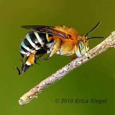 native blue banded bee by Erica Siegel