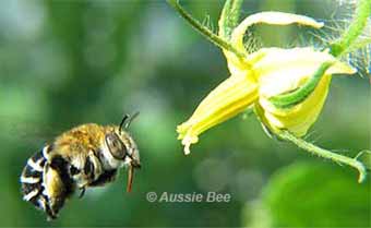 native bees as alternative pollinators for greenhouse tomatoes