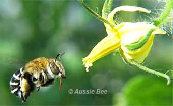 Blue banded bee and a tomato flower