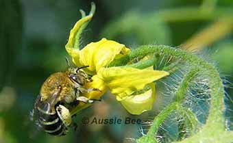 blue banded bee performing buzz pollination on a tomato flower
