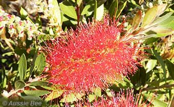 Bottle Brush flowers attract native bees