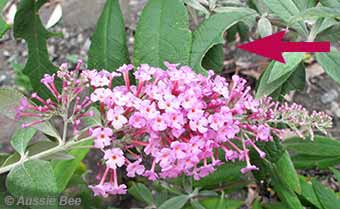 Buddleja for leaf cutters