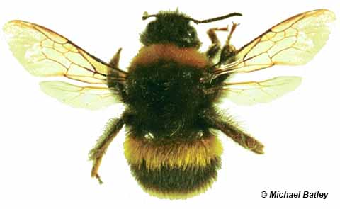 bumble bee id photo