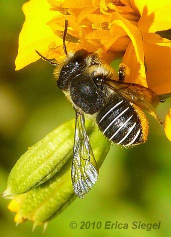 Feral Carder Bee